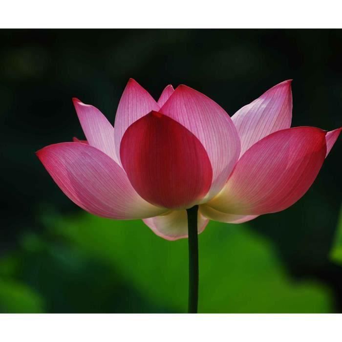 Graine De Lotus 100 Graines De Lotus Mélangées - Pour Bonsaï, Culture Hydroponique, Balcon Ou Jardin Plante Aquatique Décorative Graine De Lotus 100 Graines De Lotus Mélangées - Pour Bonsaï, Culture Hydroponique, Balcon Ou Jardin Plante Aquatique Décorative