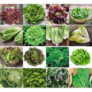 GRAINES Set de graines de salades PRADEMIR – 16 variétés d