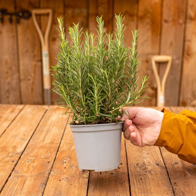Romarin En Forme De Sucette (Lollipop) - Plante Aromatique Fraîche, Hauteur Max 1 M - Jardin, Cuisine