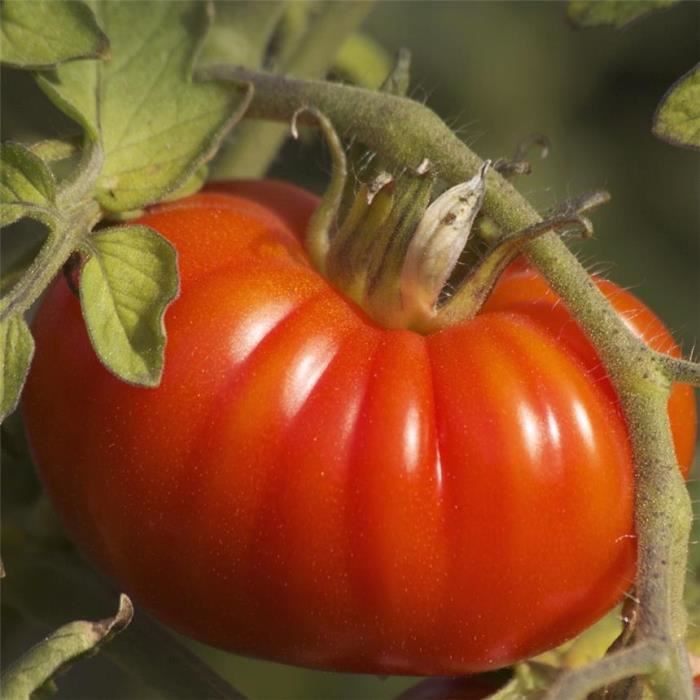 Graines de tomate marmande
