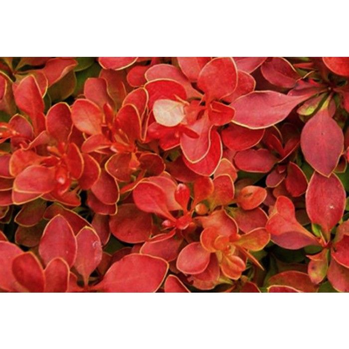Berberis thunb. Admiration® ( or. compact) - Epine Vinette De Thunberg Admiration 30- 40 cm en pot