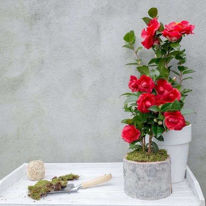 Camellia japonica Black Lace | Camélia rouge | Arbuste d'ornement | Hauteur  3040cm | Pot Ø 15cm 692 - Cdiscount Jardin