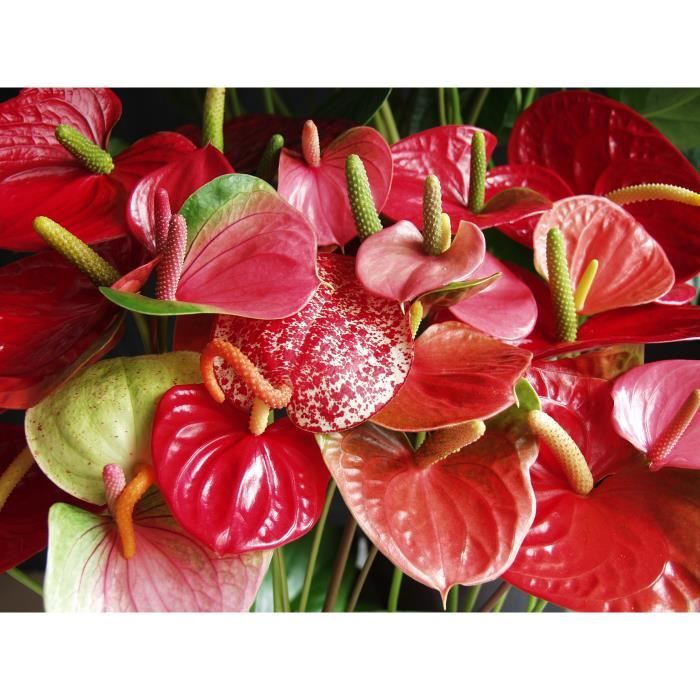 2x Anthurium 'Aristo' Red Flamingo Plant - Plante d'intrieur - Facile  d'entretien - D12 cm - H30-40 cm - Cdiscount Jardin