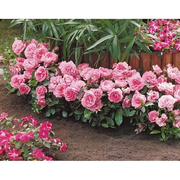 3 Mini Rosiers Randilla Roses Achat Vente Plante Poussee 3 Mini Rosiers Randilla R Cdiscount