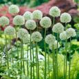250 Graines d'Ail Blanc - plantes légumes fleurs aromatique potager méthode BIO-1