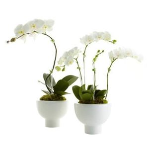 GRAINE - SEMENCE 100PCS Phalaenopsis Graines Orchidée Graines Bonsaï Fleur Graines pour la Maison Garden-White