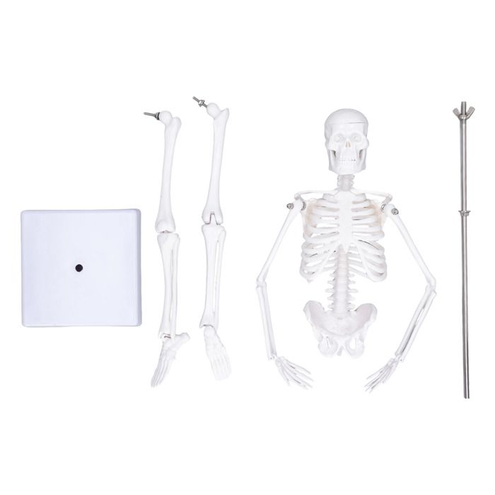 Lot De 12 Mini Squelettes Halloween 14 Cm - Avec Ficelle - Décoration Maison Hantée Et Fête - PVC - 7