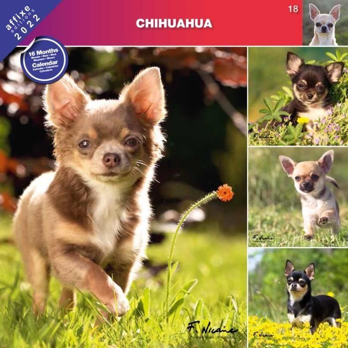 Calendrier Affixe 2023 Calendrier Chihuahua 2022 - Affixe - Cdiscount Beaux-Arts Et Loisirs  Créatifs