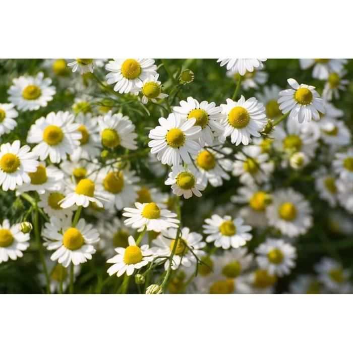Graines Camomille Romaine 500 Semences - Anthemis Nobilis Couvre-sol