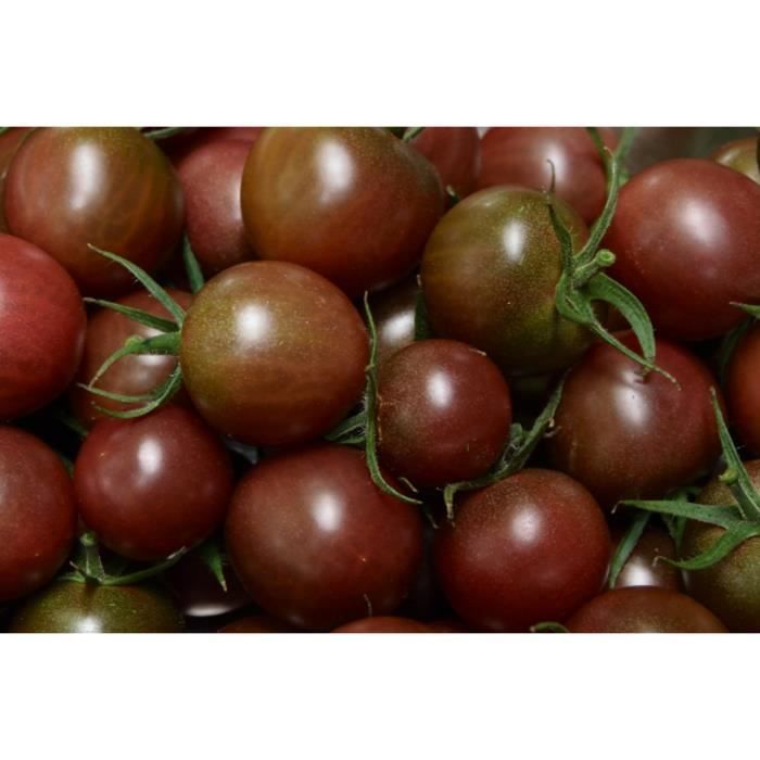 35 Graines de Tomate Cerise Black Cherry - légumes semis potager - méthode BIO