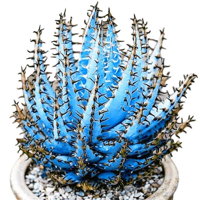 SVI Fresh 100 pcs Succulent Aloe Vera graines de plantes pour la plantation lumière bleu 1 