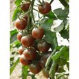 35 Graines de Tomate Cerise Black Cherry - légumes semis potager - méthode BIO-1
