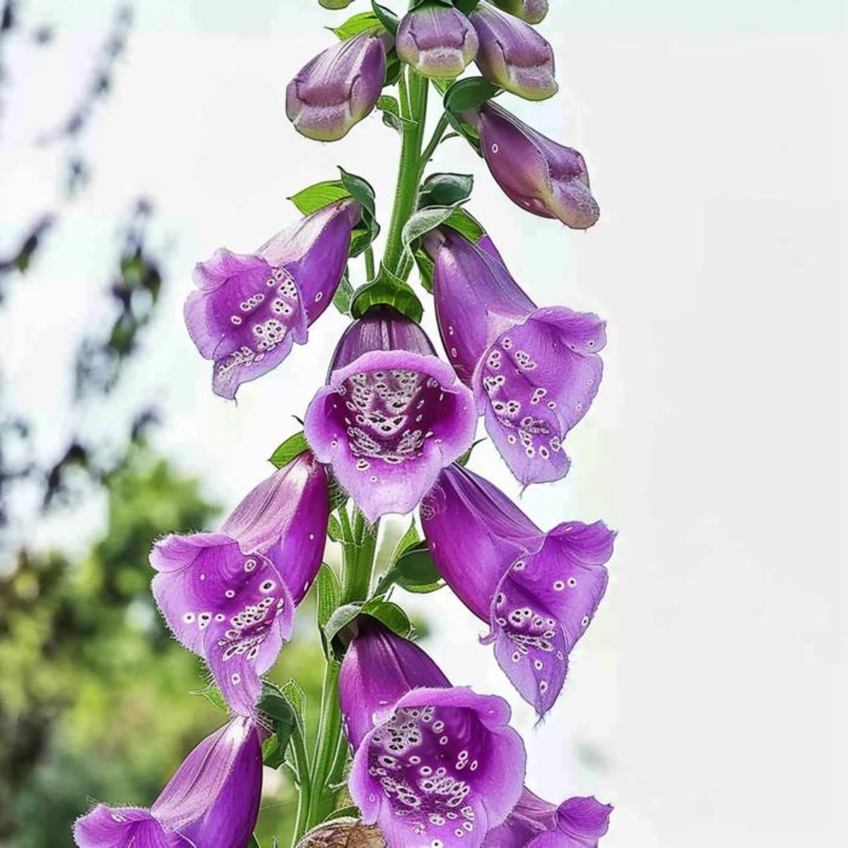 Graines De Digitale Gloxinia (Digitalis Purpurea) - Sachet De 100 Graines, Fleurs En Clochettes Multicolores Pour Massifs