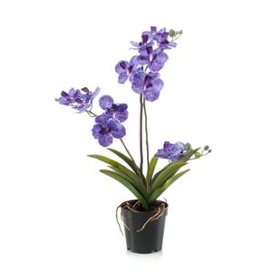 Orchidee vanda - Cdiscount