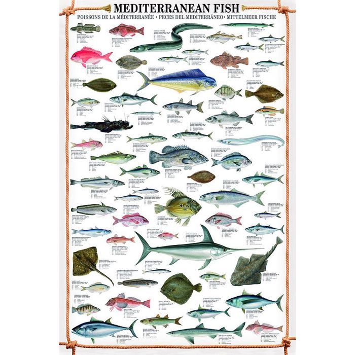 reproduction mediterranean fish poissons de la mediterranee cdiscount maison