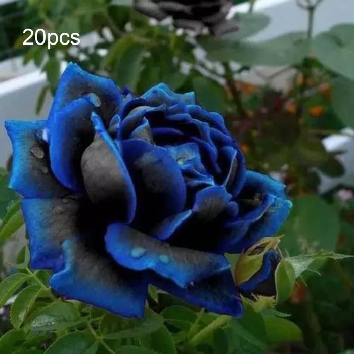 20pcs Blue Edge Black Beauty Graines de Rose