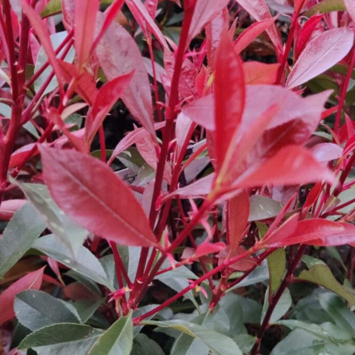Photinia fraseri Carré Rouge 50cm en