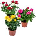 3x Mélange de rosiers en pot – Rosa – Patio & plante d'intérieur – D12cm – H20-30cm-0
