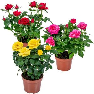 PLANTE POUSSÉE 3x Mélange de rosiers en pot – Rosa – Patio & plante d'intérieur – D12cm – H20-30cm