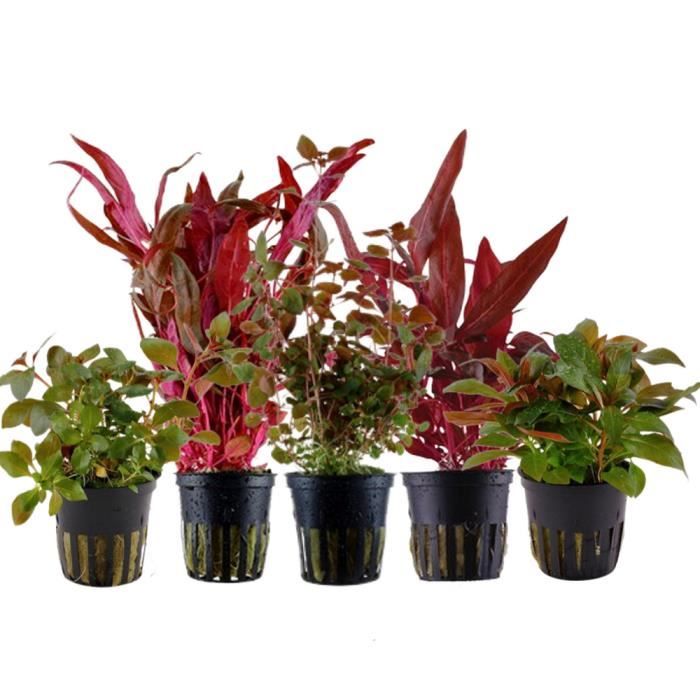 Meilleurs prix pour AquaOne Plantes d'aquarium - Set de pots de plantes No.101
