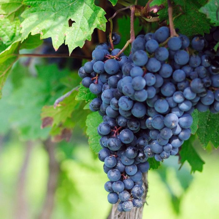 Vigne Muscat De Hambourg Vigne de table