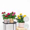 3x Mélange de rosiers en pot – Rosa – Patio & plante d'intérieur – D12cm – H20-30cm-1