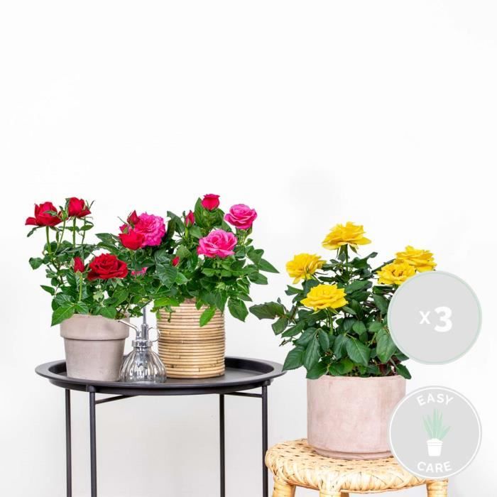 Entretien Rosier Rosa - guide pratique pour intérieur France Entretien Rosier Rosa - guide pratique pour intérieur France