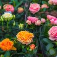 3x Mélange de rosiers en pot – Rosa – Patio & plante d'intérieur – D12cm – H20-30cm-2