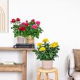 3x Mélange de rosiers en pot – Rosa – Patio & plante d'intérieur – D12cm – H20-30cm-3