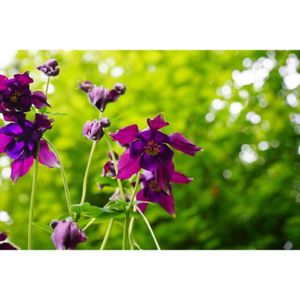 GRAINE - SEMENCE 150 Graines d'Ancolie des Jardins - fleurs plantes vivace méthode BIO