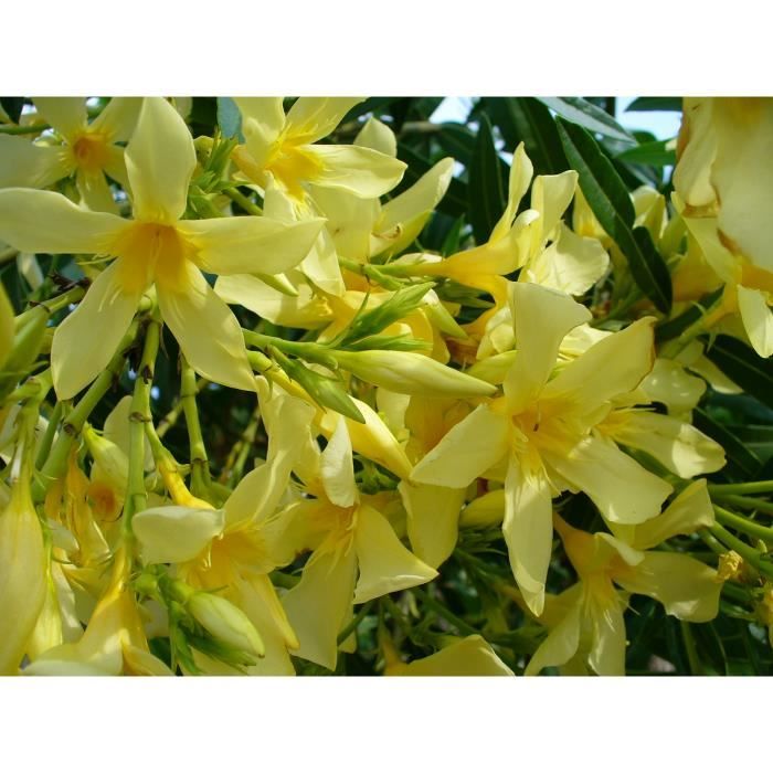 LAURIER ROSE JAUNE - NERIUM OLEANDER – 20 à 30 cm de hauteur (hors racine) – godet – Croissance rapide-Rusticité : -10°C