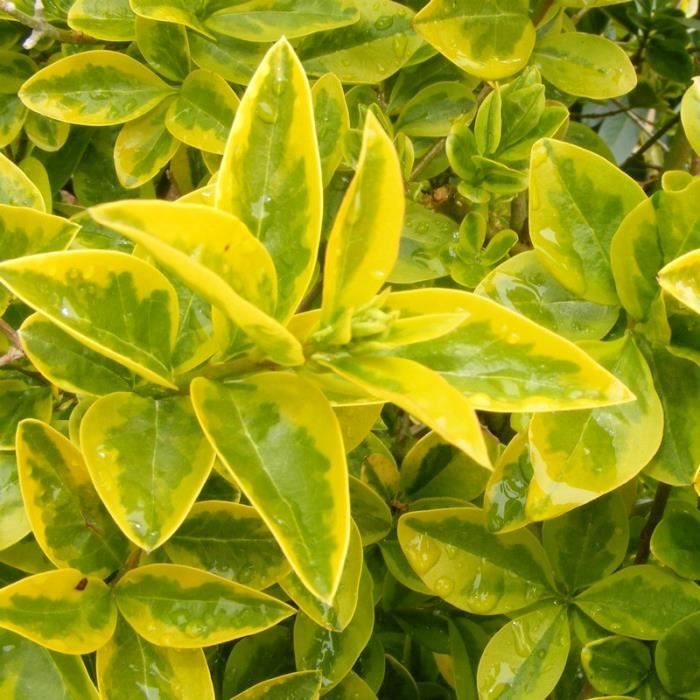 Le Douaire Ile De Vivre Tout Savoir Sur Le Troene Ligustrum