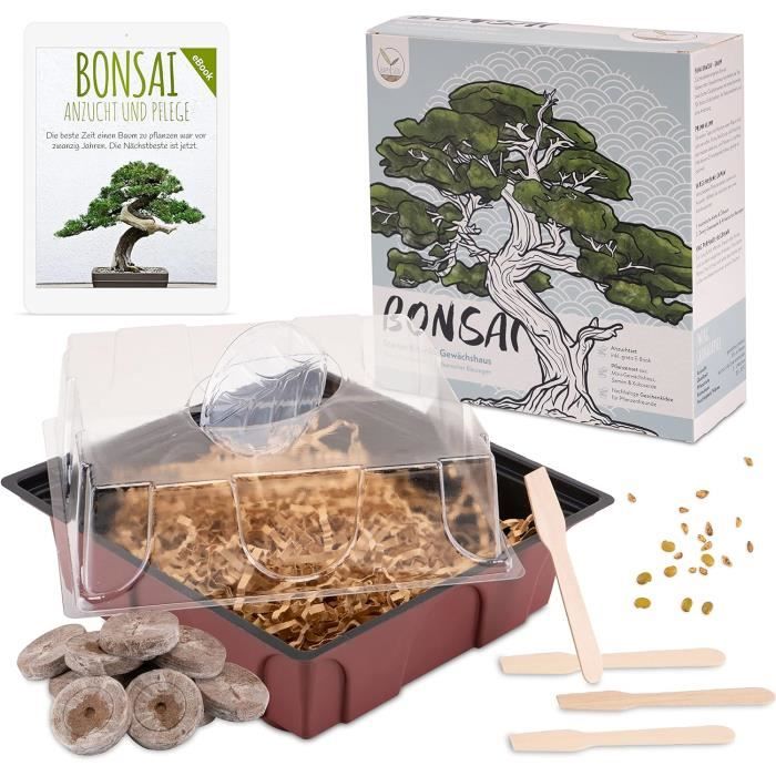 Kit Bonsaï Starter - Graines Glycine Et Pin Australien, Pots Coco, Terre - Cadeau Idéal Pour Amoureux Des Plantes