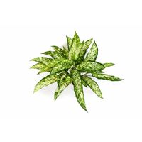 Aglaonéma artificiel, 36 feuilles, vert-blanc, 50 cm - Plante verte artificielle - Buisson artificiel - artplants