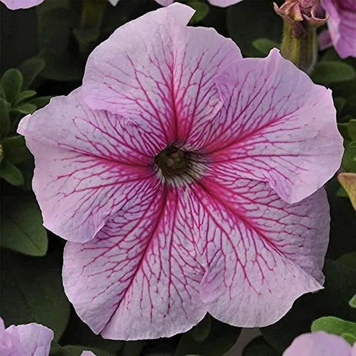 100 pièces graines de pétunia graines de fleurs de jardin pétunia — free download