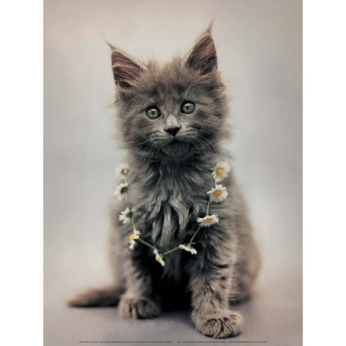 Affiche Lara Chaton Maine Coon Hale Cdiscount Maison