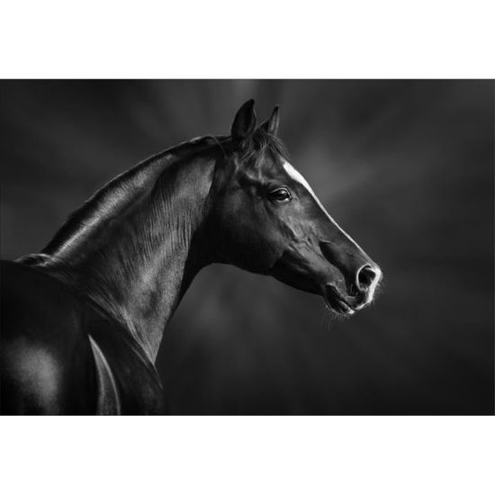 Stickers Muraux Geant Deco Tete De Cheval Noir Dimensions