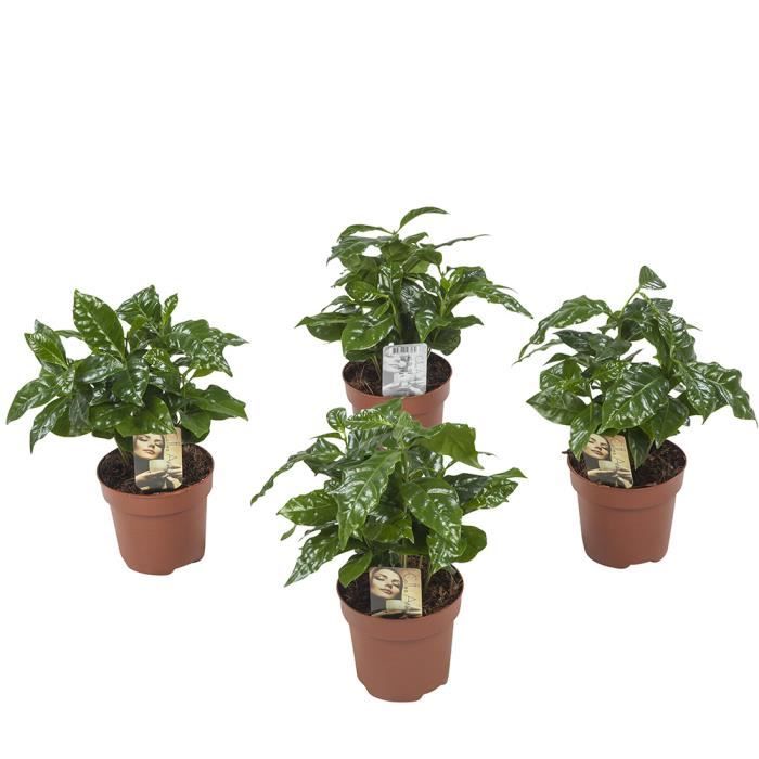 Lot de 4 Plante café Coffea Arabica 25 cm