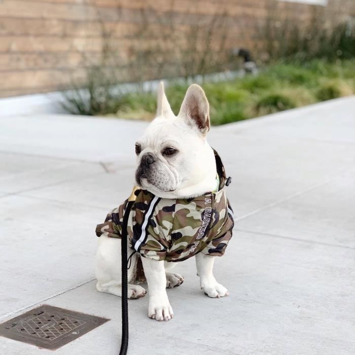 Impermeable bouledogue francais clearance