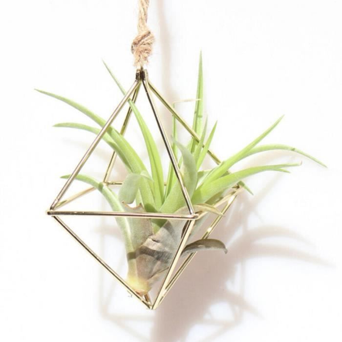 Lot De 18 Supports Muraux Pour Plantes Aériennes (tillandsias) - Fil De Fer Noir, Forme Spirale - Déco Intérieur, Gain De Place