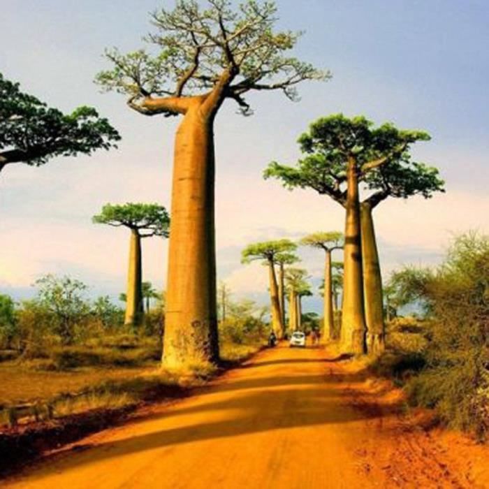 Nouveau Jardin Des Plantes 2 Graines Adansonia Digitata Baobab Creme De Graines Tartare Arbre Livraison Gratuite Arbres Jardinage