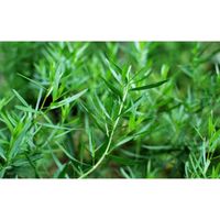 500 Graines d'Estragon - plante aromatique - herbe jardin potager méthode BIO