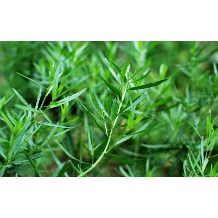 herbe jardin potager méthode BIO 500 Graines d'Estragon plante aromatique 