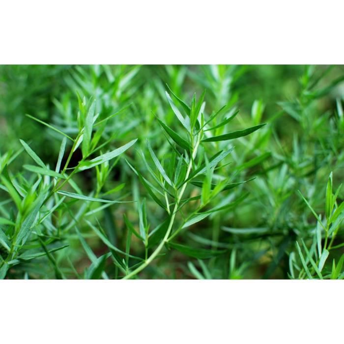 herbe jardin potager méthode BIO 500 Graines d'Estragon plante aromatique herbe jardin potager méthode BIO 500 Graines d'Estragon plante aromatique
