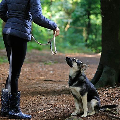 Meilleurs prix pour dibea Laisse Retriever de Dressage-Traction pour Chien Beige 170 cm DL10095