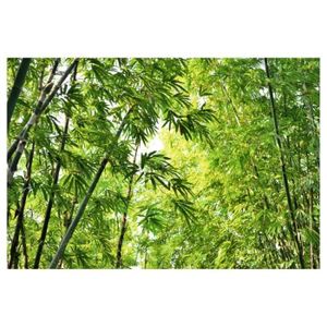 Bambou Nature Plantes Vert Papier Peint Nappes Papier peint XXL Graffiti 100203-7