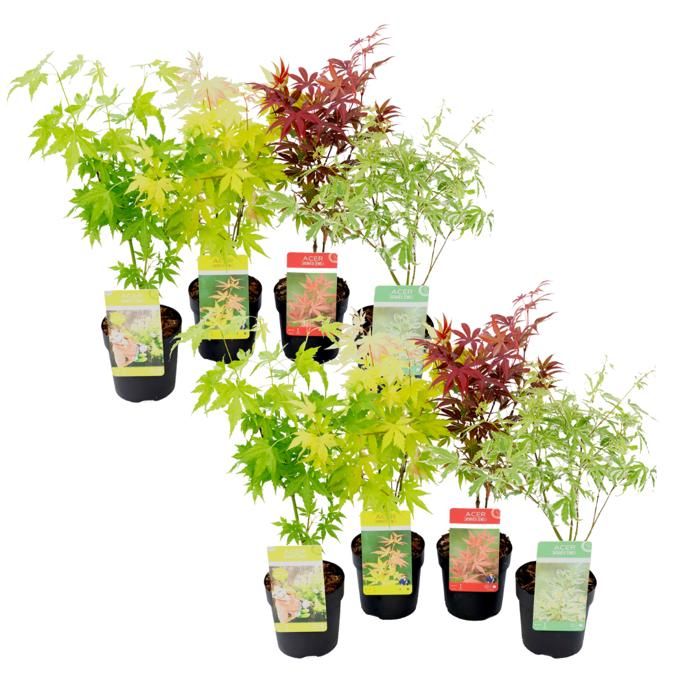 Acer palmatum - Set de 8 - Erable du Japon - Pot 105cm - Hauteur 25-40cm