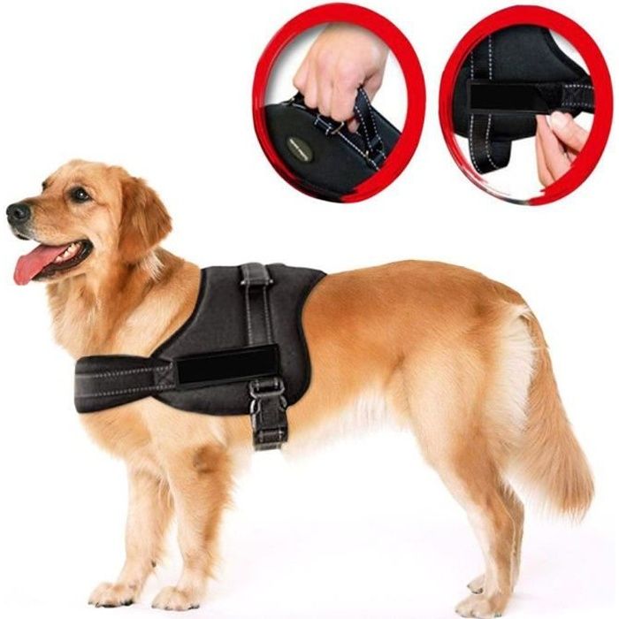 Harnais Pour Chien Laisse Ceinture à Taille De Poitrine Ajustable Et Réglable Pour Petit Et Grand Animaux S M L Xl Xxl