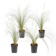 4x Stipa tenuifolia 'Ponytails' - Herbe à plumes - Graminées ornementales - Rustique - D13 cm - H20-25 cm-1