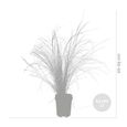 4x Stipa tenuifolia 'Ponytails' - Herbe à plumes - Graminées ornementales - Rustique - D13 cm - H20-25 cm-3